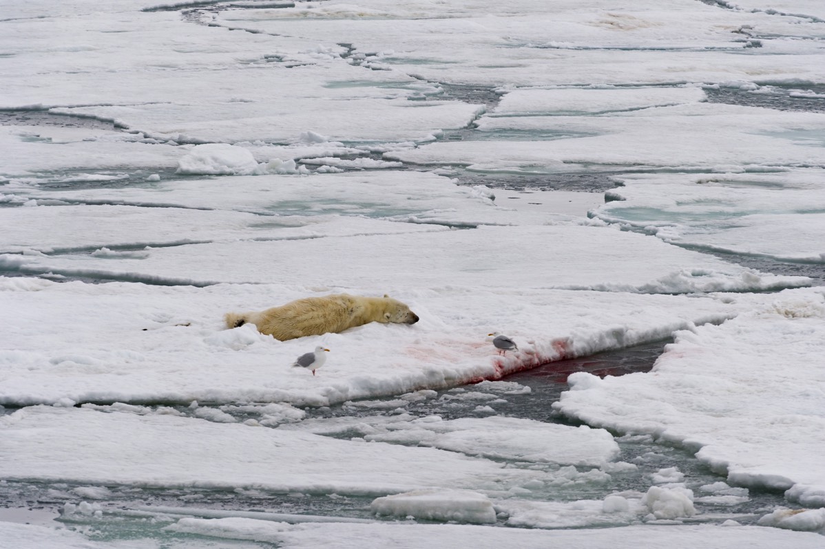 Polar Bear encounter in Svalbard